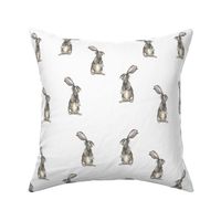 Rabbits on White