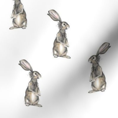 Rabbits on White