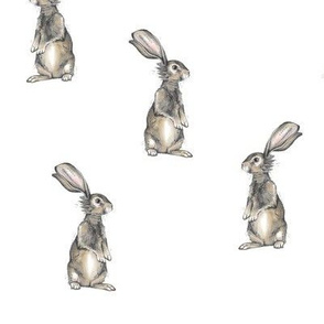 Rabbits on White