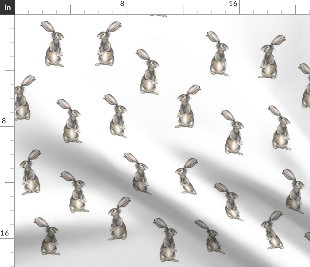 Rabbits on White