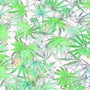Translucent Cannabis