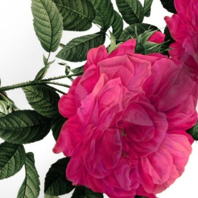 Redoute Rose ~ Hot Pink ~ Rotated
