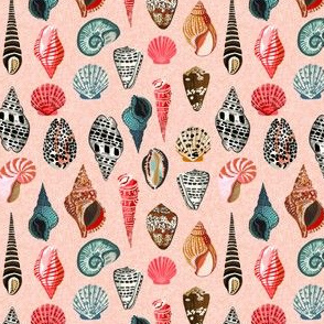 shells // summer beach nautical shells seashell seaside