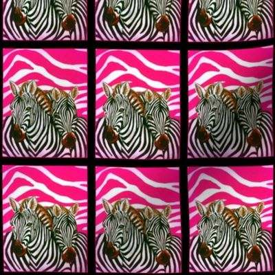 Black and White African Zebras with hot pink zebra background