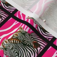 Black and White African Zebras with hot pink zebra background