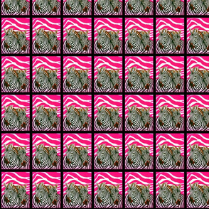 Black and White African Zebras with hot pink zebra background