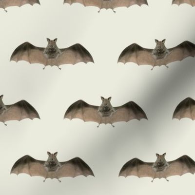 Batty One