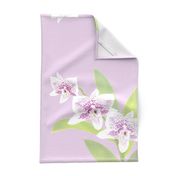 Spotted Orchid Trio - Lavender Pink 150