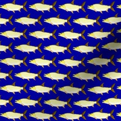 Giant Tigerfish blue background