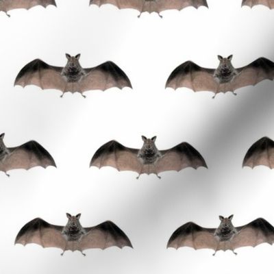 Crazy Bat