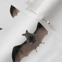 Crazy Bat