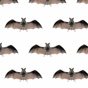 Crazy Bat