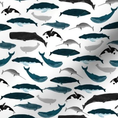whales // whale ocean nautical orca narwhal blue whale 