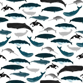 whales // whale ocean nautical orca narwhal blue whale 