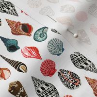 shell // shells seashell ocean nautical summer kids ocean creature 