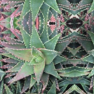 Garden of Aloes