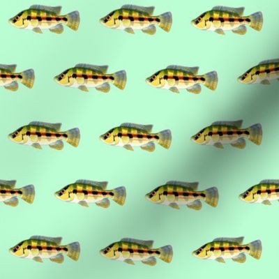 Banded Jewel Cichlid on green