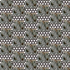 Black and white Zebras on polka dot background