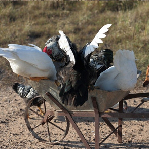 Holly with her Feathery Friends