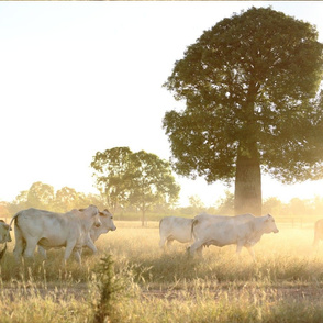 Cattle in Dust and Light