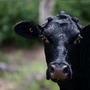 Glowy-Eyed Cow