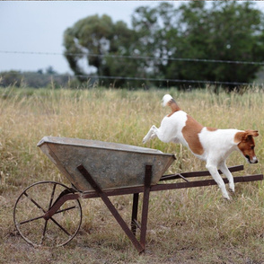 Hollydog Mid Leap