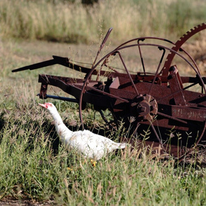 Muscovy Duck and Antique Farm Machine