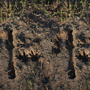 Kangaroo Tracks