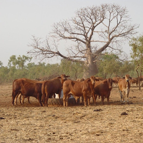 A Hot and Thirsty Day in the Outback