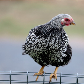 Silver Lace Wyandotte Chicken