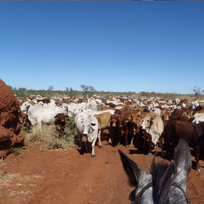 Another Hot Day Mustering