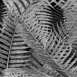 Asplenium ~ Black and White 