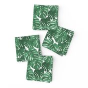 monstera cheese plant painted tropical palms botanical tropical palm springs trendy plants cactus succulents plants