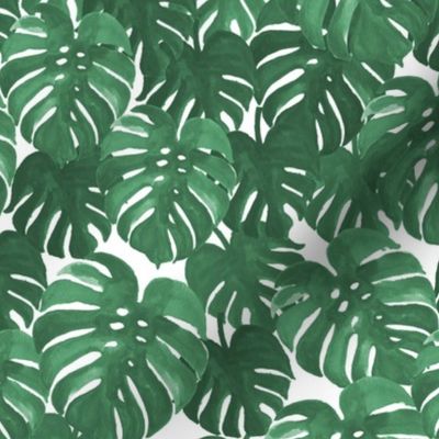 monstera cheese plant painted tropical palms botanical tropical palm springs trendy plants cactus succulents plants