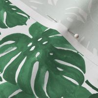 monstera cheese plant painted tropical palms botanical tropical palm springs trendy plants cactus succulents plants