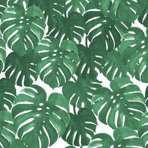 monstera cheese plant painted tropical palms botanical tropical palm springs trendy plants cactus succulents plants