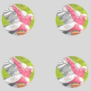 Galah_on_grey