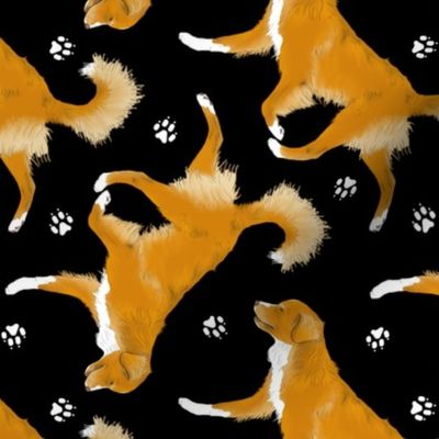 Trotting Nova Scotia duck tolling Retriever and paw prints - black