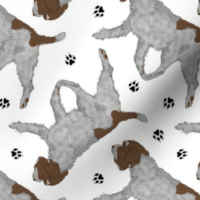 Trotting Wirehaired pointing Griffon and paw prints - white