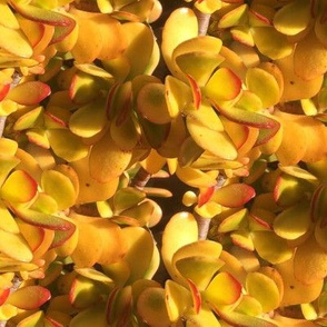 Yellow Ice Plants