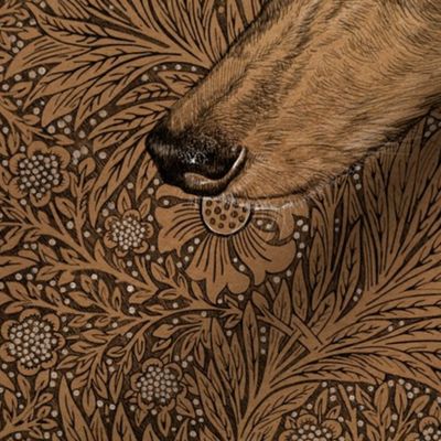  Yumi the greyhound on Morris marigolds