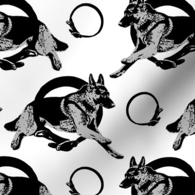 Collared leaping German Shepherd dog portraits - gray