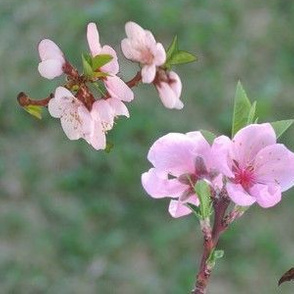 Peach floral with mount fuji  shaped magnolia flower