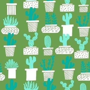 cactus // cactus houseplant houseplants terrariums potted plants cacti 