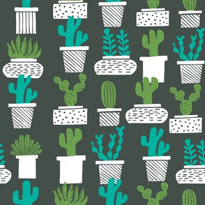 cactus // houseplants plants cacti succulents plants potted plants