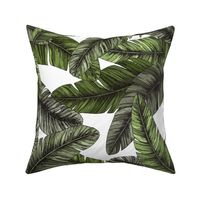 Tropical palm leaves