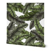 Tropical palm leaves