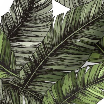 Tropical palm leaves