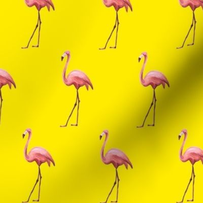 Flamingo Park - Bright Yellow