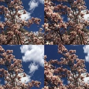 Blossoms and Clouds